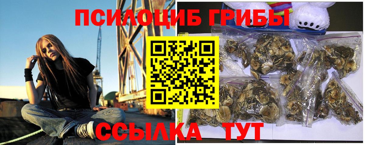 Псилоцибиновые грибы прущие грибы  Вход с VPN  Камень-на-Оби 